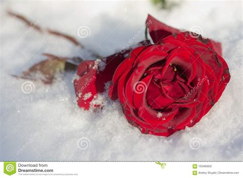 Red Rose In The Snow Stock Photo Image Of Love Flower 103465832
