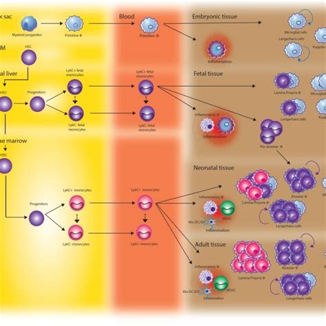 The Origin Of Monocytes And Macrophages Throughout Development Tissue