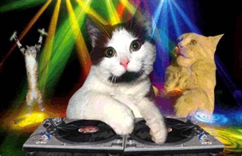 Celebrate Caturday With Edm Cats And More Cats Vs Cancer