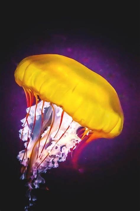 Jellyfish Fest Beautiful Sea Creatures Colorful