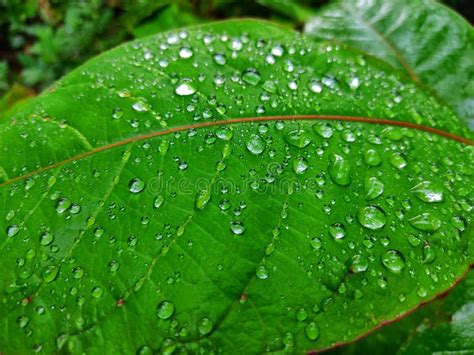 Beautiful Nature Wallpaper Of Water Droplets On Green Leaf Stock Image
