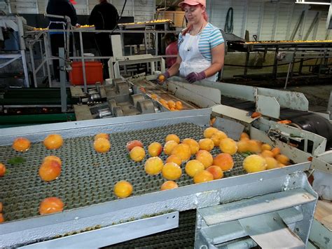Le attività stagionali sono quelle individuate con apposito decreto ministeriale, ad oggi inesistente. Lavoratori industria alimentare: sciopero e presidio il 9 ...