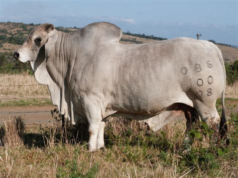 Average calving interval of less than 365 days, with easy calving ability, on a moderate frame, and gentle disposition. brahman for Sale | Osterloh Brahman Bull Sale | Bucking ...