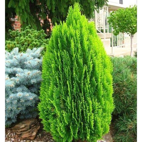 Thuja Orientalis Flat Pine Real Live Outdoor Plant 侧柏 Anak Pokok Hidup