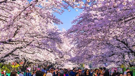 “hanami” A Springtime Symphony Of Blossoms
