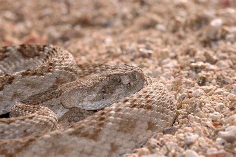 20+ Camouflage Animals That You Have to See to Believe