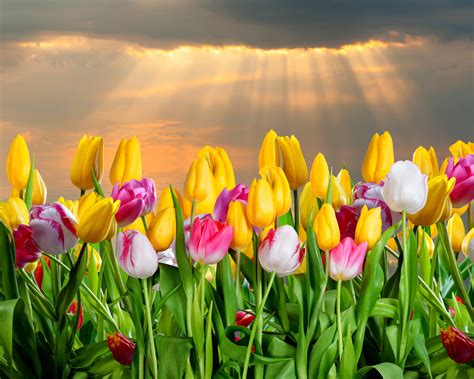 Tulips Many Flowers Wallpapers Hd Desktop And Mobile Backgrounds