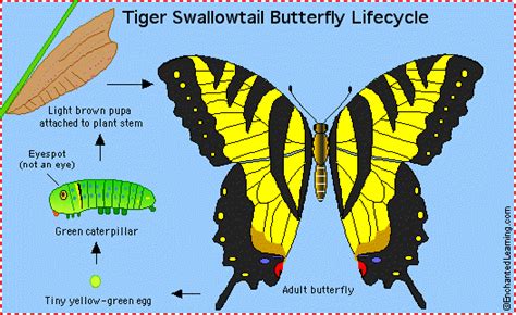 Tiger Swallowtail B Fly Enchantedlearning Com