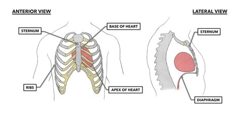 Crossfit The Heart Part 1 Location And Orientation