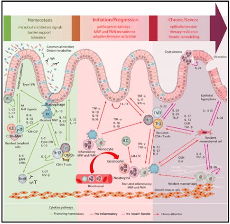 Mucosal Immunology Of The Gastrointestinal Tract Git Under