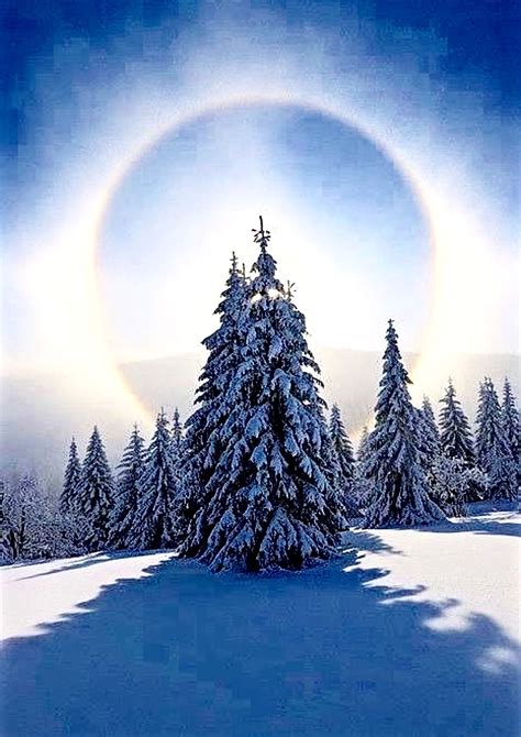 Halo And Snow Cover Trees Fichtelberg Ore Mountains Saxony Germany