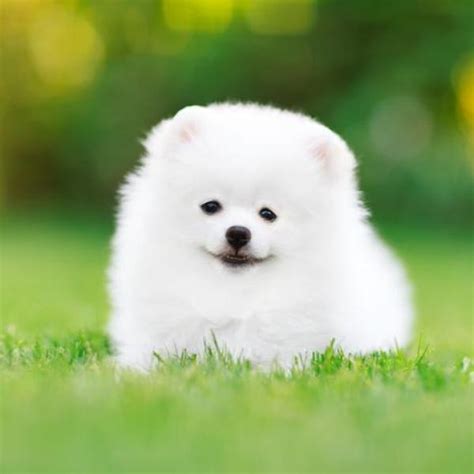 Cute White Fluffy Puppy