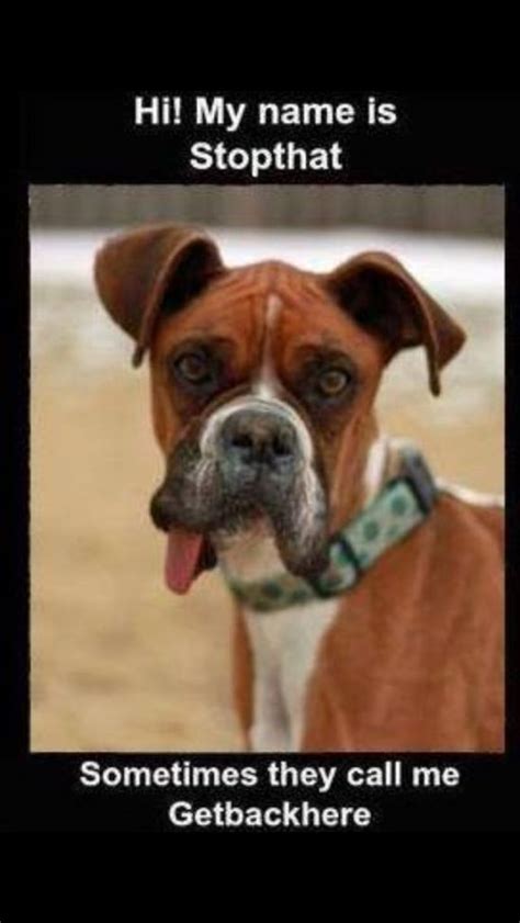 The 32 Funniest Boxer Dog Pics Memes Known To Man Page