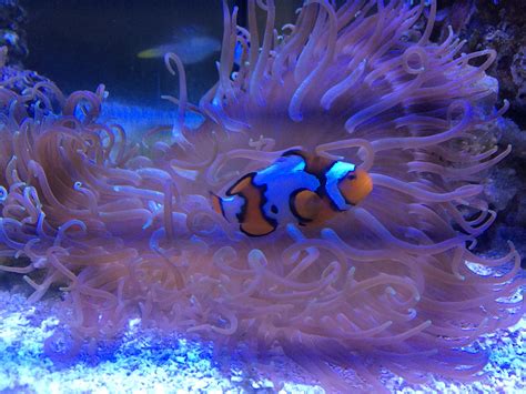 Captive bred clownfish and anemone - We Talk, Grow, and ...