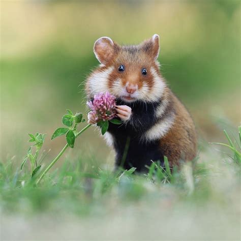 Photographer Snaps The Most Adorable Portraits Of Wild Hamsters