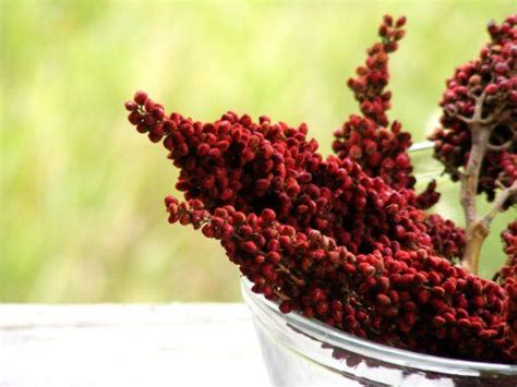 Red Sumac Berry Branches Real Dried In Bunches Of 10 For Weddings Red Berries Berries