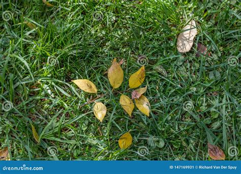 Yellow Autumn Leaves Isolated On Green Grass Stock Image Image Of