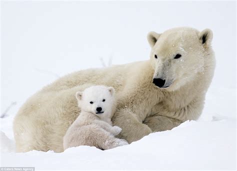 White Wolf Adorable Polar Bears Cubs Clamber On Mom In