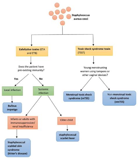 Staphylococcal Scaldewd Skin Syndrome And Toxic Shock Syndrome Download Scientific Diagram