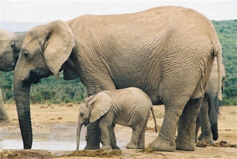 Elephant With Child Baby Pics Hd Wallpapers
