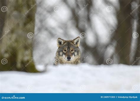 Gray Wolf in the Winter Forest. Wolf in the Nature Habitat Stock Image