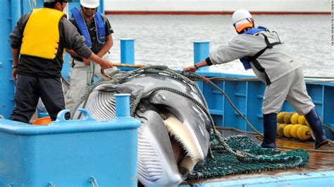 Iwc Withdrawal Japan To Resume Commercial Whaling In 2019 Cnn