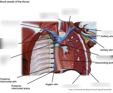 Blood vessels are an integral blood vessels (labeled) coloring page. Torso Model Labeled Blood Vessels / Upper Torso 1 Blood ...