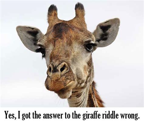 Giraffe Riddle Got The Answer Wrong Know Your Meme