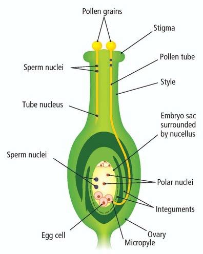 In heterosporous vascular plants (plants that produce both microspores and megaspores), the gametophytes develop endosporically (within the spore wall). Sexual reproduction in plants | The A Level Biologist ...