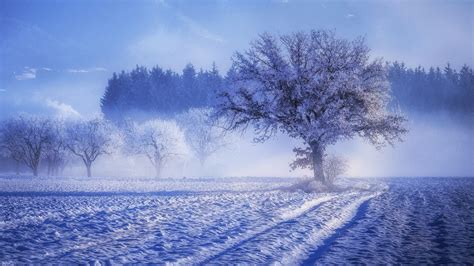 1920x1080 Trees Covered With Snow Fog Landscape Winter 4k Laptop Full