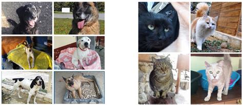 We did not find results for: Devenir Famille D'accueil Chien Bordeaux : Home Chiens ...