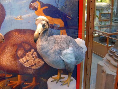 Dodo Bird Facts Habitat Diet Extinction And More