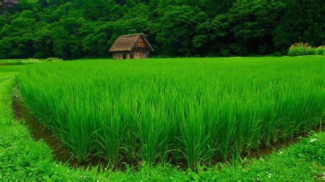 Beautiful View Of Farm House With Greenery Hd Wallpaper