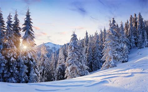 Зима горы природа деревья снег обои на телефон бесплатно