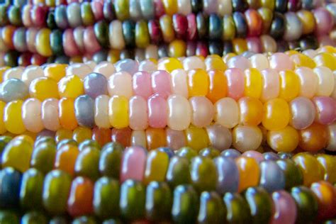 How To Grow Glass Gem Corn Grow Something Magical In Your Garden