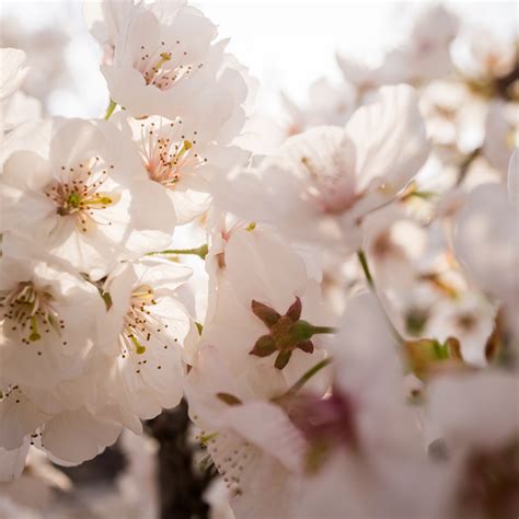 Download 2248x2248 Wallpaper Flowers White Apple Blossom Spring