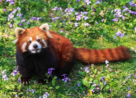 Red Panda Facts Behavior Habitat Diet