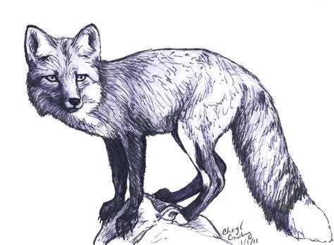 Fox Sketch By Silvercrossfox On Deviantart