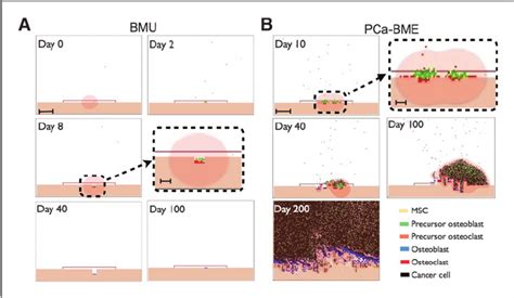 Today i'm going to share with you a way to make a bone model using thermocol. Simulation runs from the BMU model of the bone modeling ...