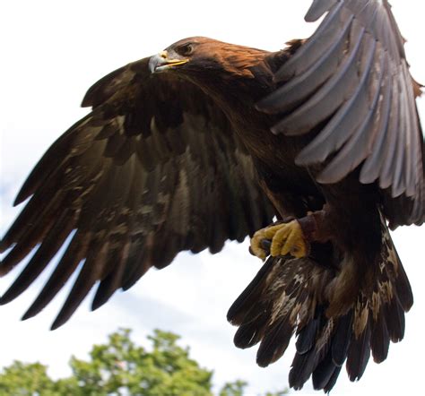 Free Photo Eagle Animal Bird Hawk Free Download Jooinn