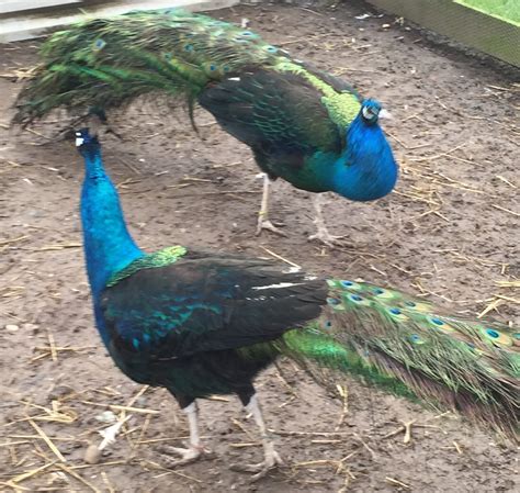 Peacock Bird for sales - Exotic pet Breeeders