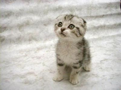 Should you decide that you (or your wallet) aren't ready for ateacup cat or miniature cat, don't be despondent. I'd love a teacup cat!! :D