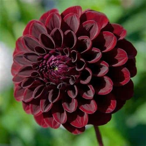 Become a care taker for cactus dahlia! Dahlia Black Diamond | Burgundy Ball Flower | FLEUR FARM