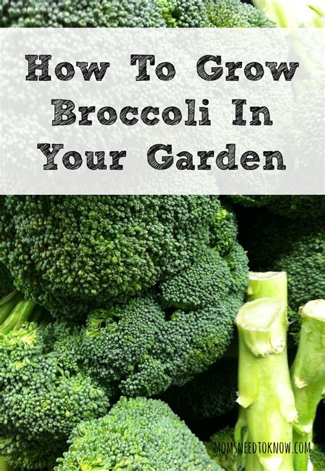 How To Grow Broccoli In Your Garden Moms Need To Know