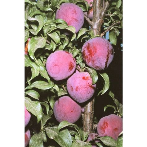 Showtime Plum Tree Store Tomorrows Harvest By Burchell Nursery