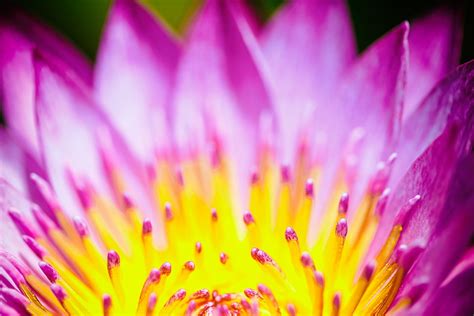 Purple And Yellow Flower Photography Hd Wallpaper Wallpaper Flare