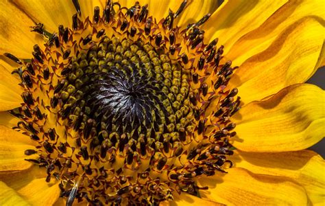 Sunflower Photograph By Michael Moriarty Fine Art America