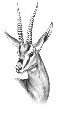 The red gazelle was actually from further up north in africa. African Animal Drawings at PaintingValley.com | Explore collection of African Animal Drawings