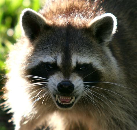 Raccoon Raccoons Cute Animal Videos Peculiar Bandit Wholesome