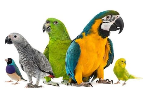 Best Parrots For Pets From Small Parrots To Talking Parrots